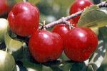 Acerola em Morro de Sao Paulo