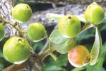 Araçá em Morro de Sao Paulo