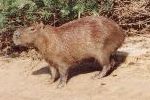 Capivara em Morro de Sao Paulo