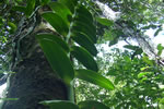 Orquideas em Morro de Sao Paulo