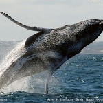 baleia-jubarte-morro-de-sao-paulo Baleia Jubarte em Morro de São Paulo