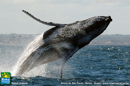 Baleia Jubarte em Morro de São Paulo Baleia Jubarte em Morro de São Paulo
