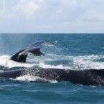 baleia-jubarte-morro-de-sao-paulo-2 baleia-jubarte-morro-de-sao-paulo-2