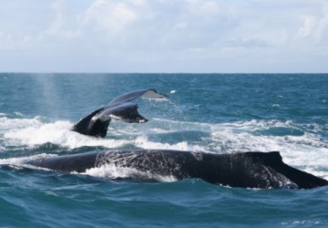 Baleias Jubarte em Morro de São Paulo Baleia Jubarte com filhoteBaleia Jubarte com filhote