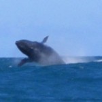 baleia-jubarte-morro-de-sao-paulo-3 baleia-jubarte-morro-de-sao-paulo-3