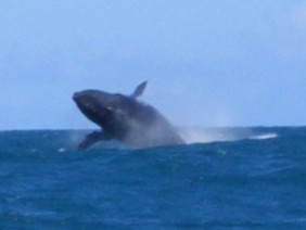Salto da Baleia Jubarte em Morro de São Paulo Acrobacias