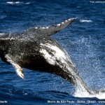 baleia-jubarte2 baleia-jubarte2