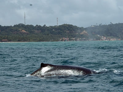 As jubarte são avistadas Morro de São Paulo As jubarte são avistadas bem próximas da costa