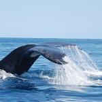 baleias-jubarte-morro-de-sao-paulo-2 baleias-jubarte-morro-de-sao-paulo-2