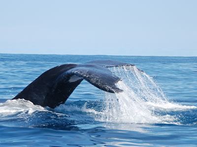 Whale Watching Morro de São Paulo Bahia Brasil Whale Watching em Morro de São Paulo