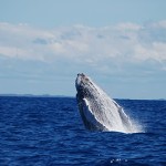 baleias-jubarte-morro-de-sao-paulo-3