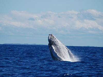 baleias jubarte Morro de São Paulo Acrobacias das baleias jubarte