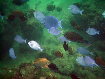 Grande variedade de peixes em Morro de São Paulo Grande variedade de peixes
