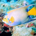 mergulho-em-morro-de-sao-paulo-2 mergulho-em-morro-de-sao-paulo-2