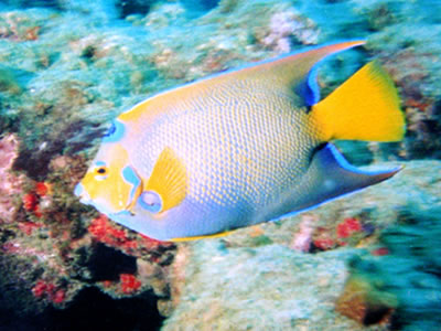Peixe-anjo-rainha em Morro de São Paulo Peixe anjo