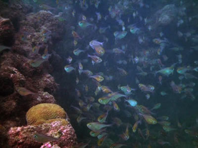 Cardumes nos arrecifes de Morro de São Paulo Peixe anjo preto