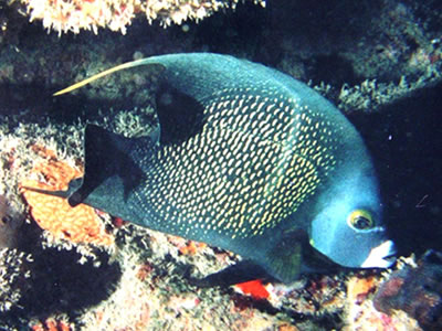 Peixe-anjo-preto em Morro de São Paulo Peixe-anjo-preto