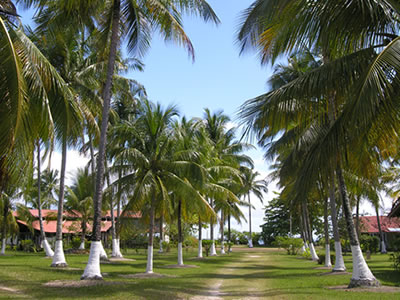 Área nativa preservada na Fazenda Caeira Área preservada na Fazenda Caeira