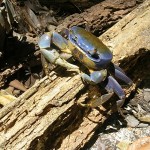 pousadas-sustentabilidade-morro-de-sao-paulo-4 pousadas-sustentabilidade-morro-de-sao-paulo-4