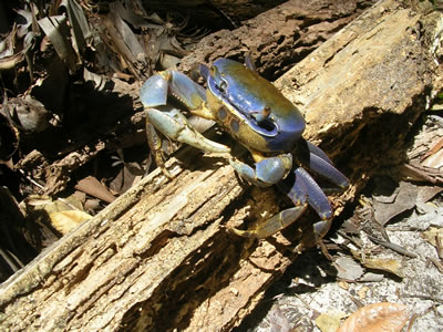 Hotel Vila Guaiamú Morro de São Paulo Espécie protegida pelo Hotel Vila Guaiamú