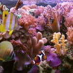 recifes-de-coral-ARRAIAL-DA-AJUDA-BA recifes-de-coral-ARRAIAL-DA-AJUDA-BA