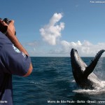 baleia-jubarte3 baleia-jubarte3