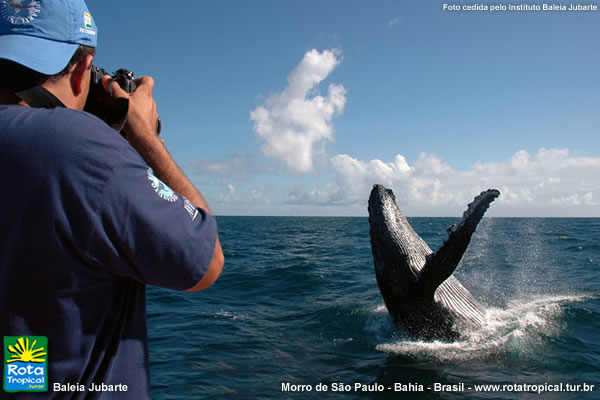 passeio de observação de baleias jubarte em Morro de São Paulo