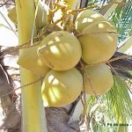 Cocos_nucifera8 Cocos_nucifera8